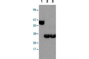 Western blot analysis of Lane 1: Ebi3 recombinant protein Lane 2: mouse bone marrow-derived dendritic cells stimulated with LPS Lane 3: mouse bone marrow-derived dendritic cells stimulated untreated with LPS with Ebi3 monoclonal antibody, clone DNT27 . (EBI3 Antikörper)