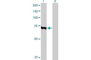 Western Blot analysis of EZH2 expression in transfected 293T cell line by EZH2 MaxPab polyclonal antibody. (EZH2 Antikörper  (AA 1-751))