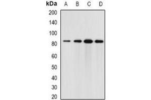 Western blot analysis of Elmo3 expression in HT29 (A), mouse brain (B), mouse kidney (C), rat lung (D) whole cell lysates. (ELMO3 Antikörper)