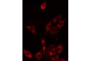 ABIN6275240 staining HepG2 by IF/ICC. (SLC25A21 Antikörper  (Internal Region))