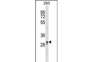 PEF1 Antibody (Center) (ABIN1538704 and ABIN2848970) western blot analysis in 293 cell line lysates (35 μg/lane). (PEF1 Antikörper  (AA 95-121))