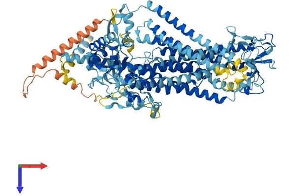 Anoctamin 5 Protein (ANO5) (AA 1-913) (His tag)