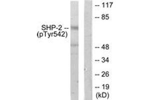 Western blot analysis of extracts from A431 cells, using SHP-2 (Phospho-Tyr542) Antibody. (PTPN11 Antikörper  (pTyr542))