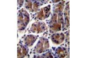 Immunohistochemistry (Paraffin-embedded Sections) (IHC (p)) image for anti-Gastric Intrinsic Factor (Vitamin B Synthesis) (GIF) (AA 188-218), (Middle Region) antibody (ABIN952930)