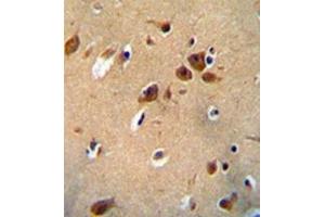 Immunohistochemistry analysis in formalin fixed and paraffin embedded human brain tissue reacted with PKHG1 Antibody (C-term) followed which was peroxidase conjugated to the secondary antibody and followed by DAB staining. (PLEKHG1 Antikörper  (C-Term))