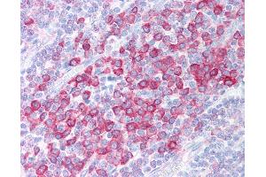Anti-C1QTNF4 / CTRP4 antibody IHC of human tonsil. (C1QTNF4 Antikörper  (C-Term))