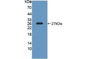 Western Blot; Sample: Recombinant SNAP25, Human. (SNAP25 Antikörper  (AA 1-206))