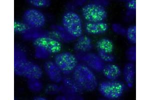 Immunofluorescence (IF) image for anti-Histone Deacetylase 1 (HDAC1) (C-Term) antibody (ABIN7448972) (HDAC1 Antikörper  (C-Term))