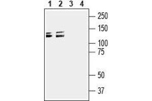 Western blot analysis of mouse (lanes 1 and 3) and rat (lanes 2 and 4) brain membranes: - 1,2. (SEMA4D/CD100 Antikörper  (Extracellular, N-Term))