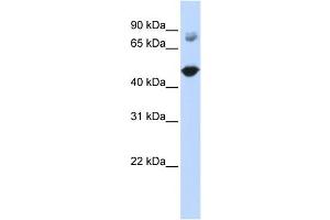 Western Blotting (WB) image for anti-TBC1 Domain Family, Member 16 (TBC1D16) antibody (ABIN2458664) (TBC1D16 Antikörper)