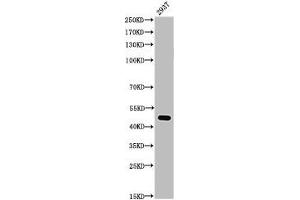 Western Blot analysis of 293T cells using Acetyl-p53 (K372) Polyclonal Antibody (p53 Antikörper  (acLys372))