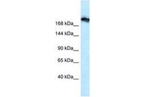 Image no. 1 for anti-Tight Junction Protein 1 (TJP1) (N-Term) antibody (ABIN6747524) (TJP1 Antikörper  (N-Term))