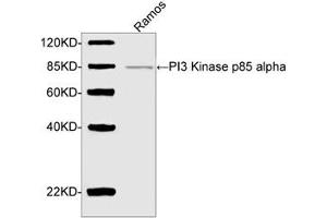 Western blot analysis of cell lysate using PI3 Kinase p85 alpha Antibody (ABIN399038, 2 µg/mL) The signal was developed with IRDyeTM 800 Conjugated Goat Anti-Rabbit IgG. (PIK3R1 Antikörper  (AA 600-650))