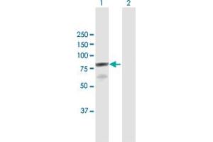 Western Blotting (WB) image for anti-RNA Polymerase II Associated Protein 3 (RPAP3) (AA 1-631) antibody (ABIN949644)