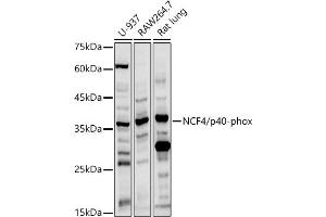 Western blot analysis of extracts of various cell lines, using NCF4/p40-phox antibody (ABIN3022902, ABIN3022903, ABIN3022904, ABIN1513244 and ABIN6219288) at 1:1000 dilution. (NCF4 Antikörper  (AA 1-190))