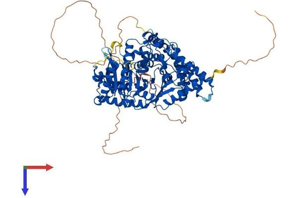 Choline Acetyltransferase Protein (AA 1-748) (His tag)