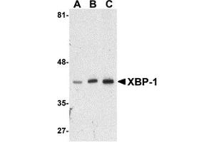 Western Blotting (WB) image for anti-X-Box Binding Protein 1 (XBP1) (N-Term) antibody (ABIN1031663) (XBP1 Antikörper  (N-Term))