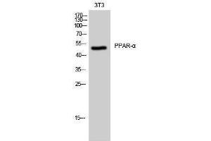 Western Blotting (WB) image for anti-Peroxisome Proliferator-Activated Receptor alpha (PPARA) (Thr261) antibody (ABIN3186537) (PPARA Antikörper  (Thr261))