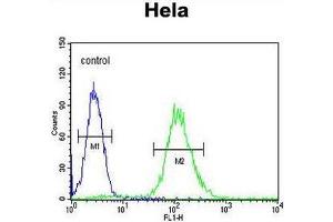 CCNG1 Antibody (N-term) flow cytometric analysis of Hela cells (right histogram) compared to a negative control cell (left histogram). (Cyclin G1 Antikörper  (N-Term))