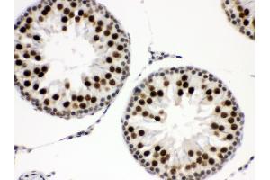 Anti- EWSR1 Picoband antibody, IHC(P) IHC(P): Rat Testis Tissue