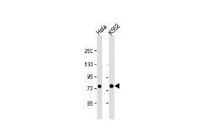 All lanes : Anti-SRP72 Antibody (Center) at 1:1000 dilution Lane 1: Hela whole cell lysate Lane 2: K562 whole cell lysate Lysates/proteins at 20 μg per lane. (SRP72 Antikörper  (AA 119-148))