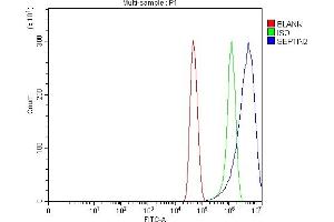 Flow Cytometry analysis of U251 cells using anti-Septin 2/SEPTIN2 antibody (ABIN7599275). (Septin 2 Antikörper  (AA 1-326))