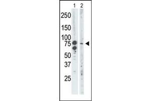 Image no. 2 for anti-Bromodomain Containing 3 (BRD3) (C-Term) antibody (ABIN360495) (BRD3 Antikörper  (C-Term))