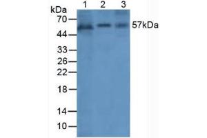Figure. (Angiopoietin 1 Antikörper  (AA 284-452))