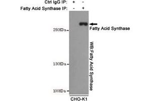 Immunoprecipitation analysis of CHO-K1 cell lysates using Fatty Acid Synthase mouse mAb. (Fatty Acid Synthase Antikörper)