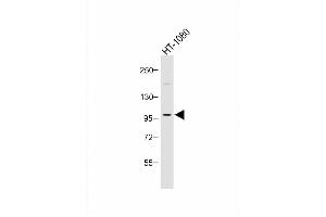 Anti-PI3KCD Antibody (C-term) at 1:1000 dilution + HT-1080 whole cell lysate Lysates/proteins at 20 μg per lane. (PIK3CD Antikörper  (C-Term))