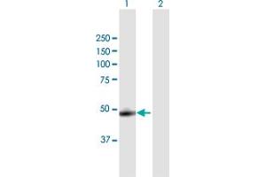 Western Blot analysis of CTSA expression in transfected 293T cell line by CTSA MaxPab polyclonal antibody. (CTSA Antikörper  (AA 1-480))