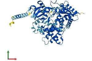 Protein Structure (PS) image for Cytochrome P450, Family 2, Subfamily D, Polypeptide 11 (CYP2D11) (AA 1-504) protein (His tag) (ABIN7562997)