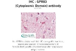 Image no. 1 for anti-G Protein-Coupled Receptor 83 (GPR83) (3rd Cytoplasmic Domain) antibody (ABIN1735176) (GPR83 Antikörper  (3rd Cytoplasmic Domain))