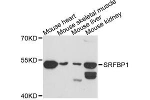 Western blot analysis of extracts of various cell lines, using SRFBP1 antibody. (SRFBP1 Antikörper)