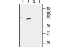 Western blot analysis of mouse BV-2 microglia cell line lysate (lanes 1 and 3) and human THP-1 monocytic leukemia cell line lysate (lanes 2 and 4): - 1,2. (GPR34 Antikörper  (2nd Extracellular Loop))