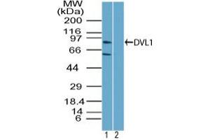 Image no. 1 for anti-Dishevelled Segment Polarity Protein 1 (DVL1) (AA 70-120) antibody (ABIN960144) (DVL1 Antikörper  (AA 70-120))