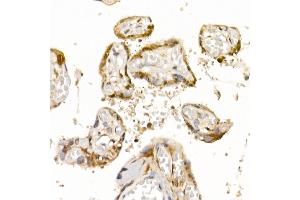 Immunohistochemistry of paraffin-embedded human placenta using Bag1 Rabbit mAb (ABIN7265847) at dilution of 1:50 (40x lens). (BAG1 Antikörper)