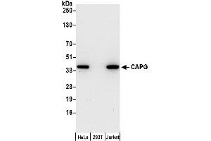 Western Blotting (WB) image for anti-Capping Protein (Actin Filament), Gelsolin-Like (CAPG) (AA 298-348) antibody (ABIN7450062)