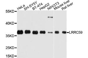 Western blot analysis of extracts of various cell lines, using LRRC59 antibody. (LRRC59 Antikörper)