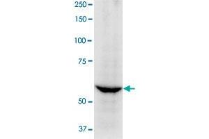 Identification of Lbr in HeLa cell by immunoprecipitation with Lbr polyclonal antibody .