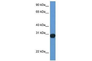 Western Blot showing Snap29 antibody used at a concentration of 1.