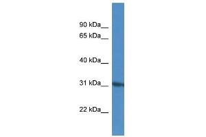 KIF25 antibody used at 0. (KIF25 Antikörper  (N-Term))