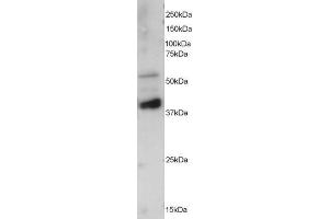 ABIN184647 staining (0. (PPP2R5E Antikörper  (C-Term))