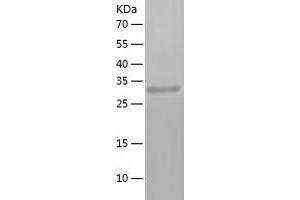 Western Blotting (WB) image for Annexin A8 (ANXA8) (AA 1-327) protein (His tag) (ABIN7121851)