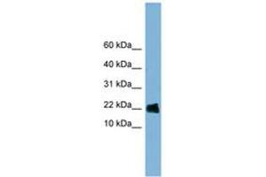 Image no. 1 for anti-Golgin A7 (GOLGA7) (AA 71-120) antibody (ABIN6742047) (Golgin A7 Antikörper  (AA 71-120))