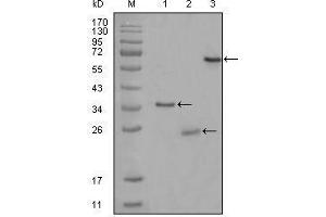 Western blot analysis using CD33 mouse mAb against truncated Trx-CD33 recombinant protein (1),truncated CD33 (aa48-258)-His recombinant protein (2) and truncated CD33 (aa18-259)-hIgGFc transfected CHO-K1 cell lysate (3). (CD33 Antikörper)
