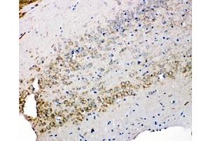Immunohistochemistry (IHC) image for anti-Syndecan 3 (SDC3) (N-Term) antibody (ABIN3029080)