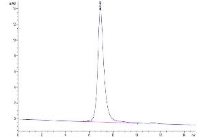 The purity of Biotinylated Human ITGAV&ITGB6 is greater than 95 % as determined by SEC-HPLC.