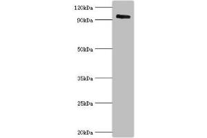 Western blot All lanes: Calpain-3 antibody at 5 μg/mL + Mouse brain tissue Secondary Goat polyclonal to rabbit IgG at 1/10000 dilution Predicted band size: 95, 85, 94, 36, 19 kDa Observed band size: 95 kDa