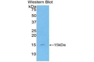 Western Blotting (WB) image for anti-T-Box 3 (TBX3) (AA 107-220) antibody (ABIN1860687)